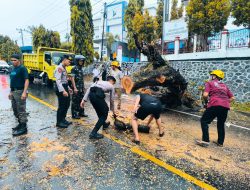 Pohon Besar Tumbang di Depan Kantor Bupati Majene, Personel Polres Majene Bantu lakukan Pembersihan