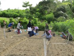 Bangkitkan Semangat Petani di Dusun Galung Paara, Kodim 1401/Majene Pelopori Budidaya Bawang Merah