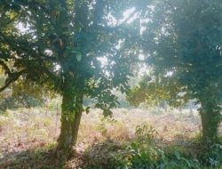 Proses Hukum Terhenti, Tanah 6.688 m² Milik H. Abd Hakim Diserobot Kelompok Abdullah